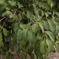 Syzygium cumini (L.) Skeels